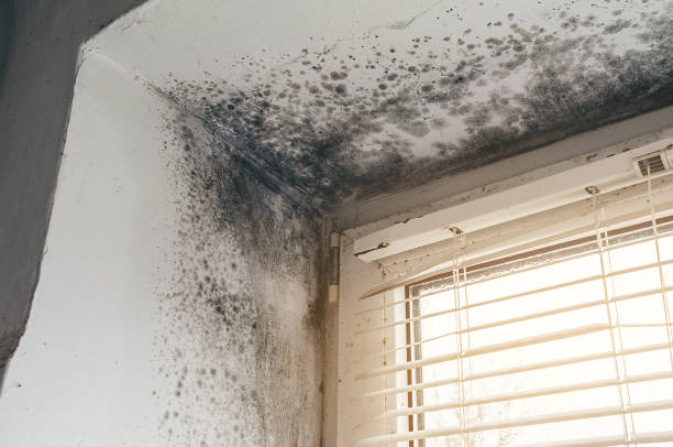Affordable Mold Inspection And Testing solutions in Burnt Cabins, PA